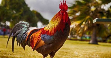 Gambar Ayam Jantan Dari Timur – analisis