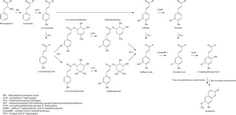 Scopoletin: a review of its source, biosynthesis, methods of extraction ...