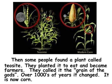 PPT - Corn- A Gift from the Ancient People of the Americas PowerPoint ...