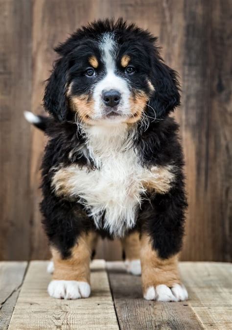 Bernedoodle Dog Breed Information, Facts, Temperament & Size | All Things Dogs