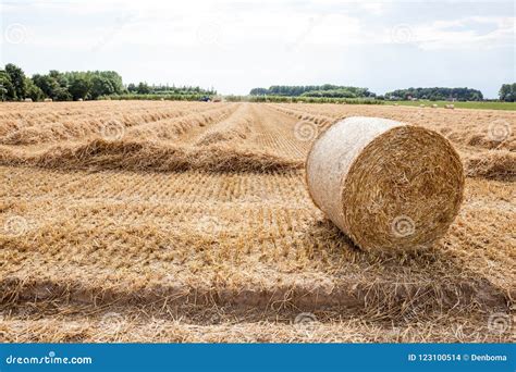 An hay bale stock photo. Image of grass, food, crop - 123100514