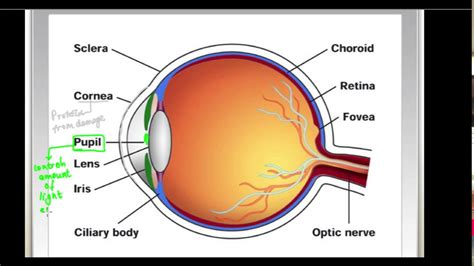 Human Eye and The Colourful World Class 10- 1. Human Eye - YouTube