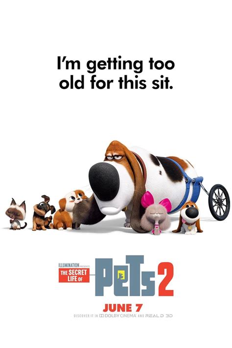 The Secret Life of Pets 2 filme cmplet | Secret life of pets, Secret life, New movies