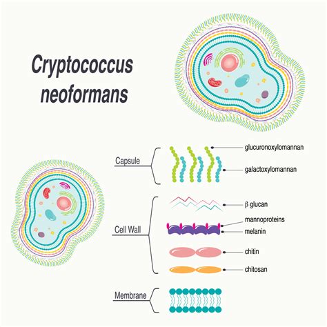 Cryptococcus neoformans diagram 7165637 Vector Art at Vecteezy