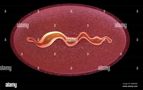 Cell dividing . Mitochondria splitting, DNA replication. Stages of microbial reproduction . 3d ...