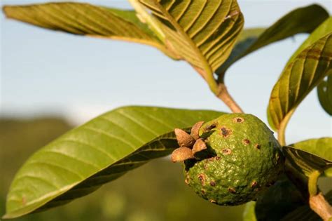 22 Different Guava Tree Varieties - ProGardenTips