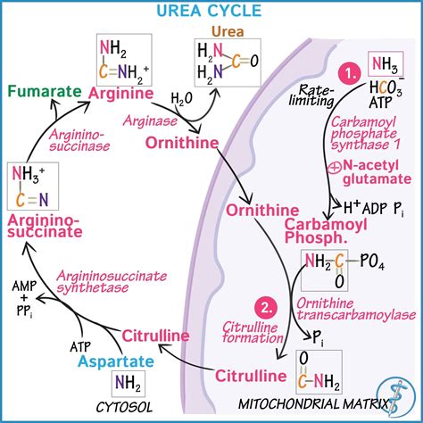 Draw this diagram with us as we explain the Urea cycle! | Basic anatomy and physiology ...