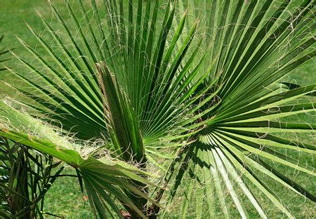 RP Seeds : Washingtonia filifera (Desert Palm) 10 seeds £1.75