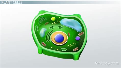 Plant Cell Nucleus | Definition, Function & Structure - Lesson | Study.com