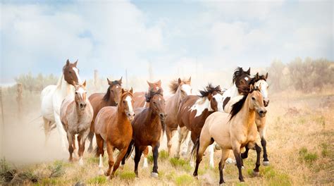 California wild horse round-up stirs slaughterhouse fears