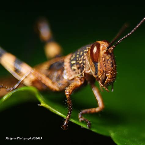 Hakeem Photography: Brown Grasshopper