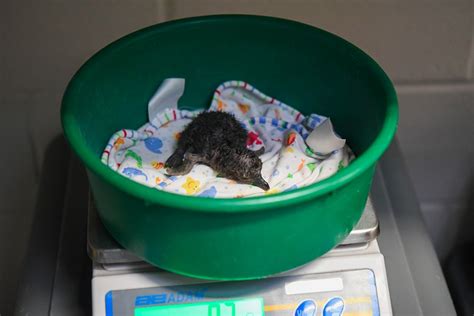 Maryland Zoo celebrates hatching of ‘extremely endangered’ baby ...