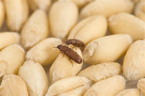 Insect pests of stored grain | Agriculture and Food