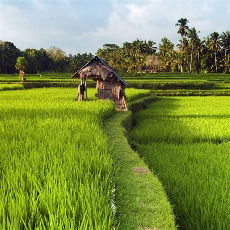 rice farming, rice farming in india, rice farming technology, rice ...