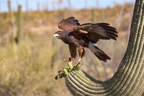 Hawks In Texas: Can You Catch A Glimpse Of All 19 Species?