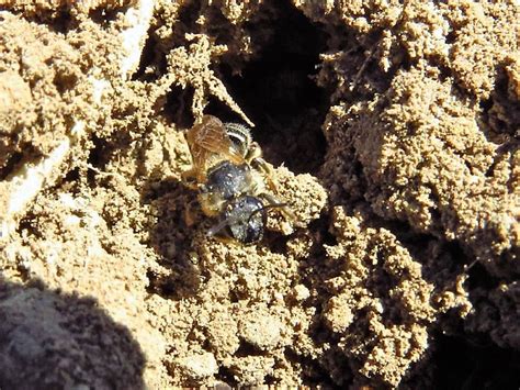 Digger Bees, Vancouver Island, British Columbia| Gohiking