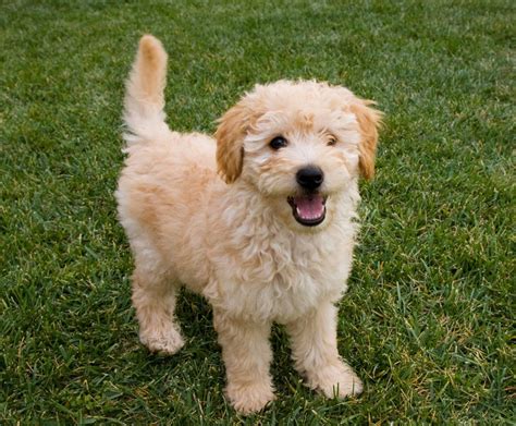 Different Types Of Goldendoodles: Generations, Colors, Sizes