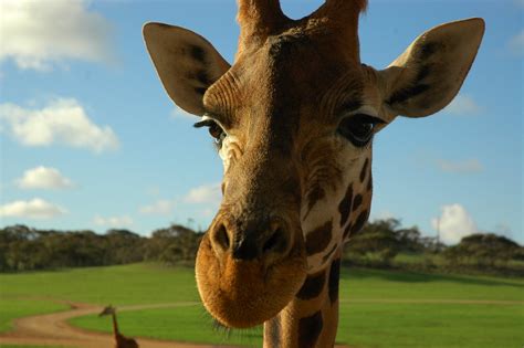 The giraffe is the only animal born with horns | As giraffes… | Flickr