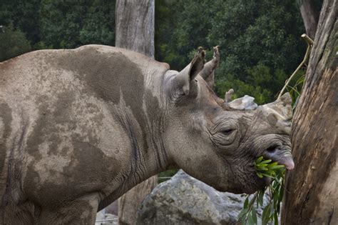 Eastern Black Rhino Eating | ClipPix ETC: Educational Photos for ...