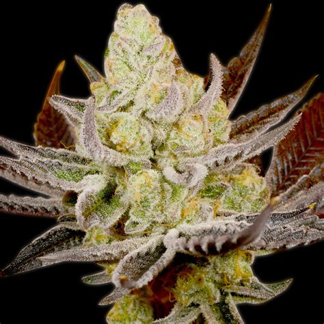 Buy Platinum Kush Feminized Seeds | Premium Cultivars