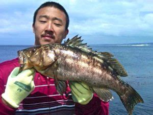 Kelp Bass - Pier Fishing in California