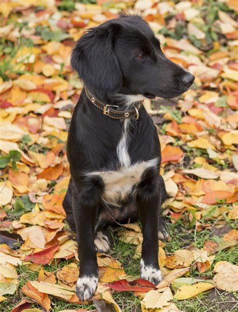 Springador - A Guide To The Springer Spaniel Lab Mix