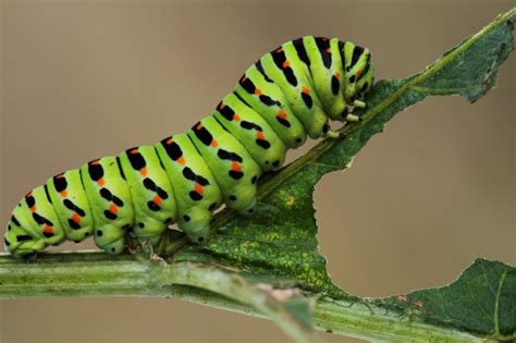 How Many Eyes Do Caterpillars Have? (Explained)