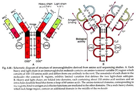 Antibody: Meaning, Structures and Classification