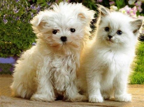 Puppies And Kittens Wallpapers - Wallpaper Cave