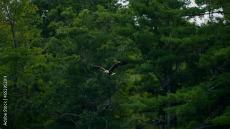 Majestic Bald Eagle flying in slow motion. Close-up bird Eagle flying ...