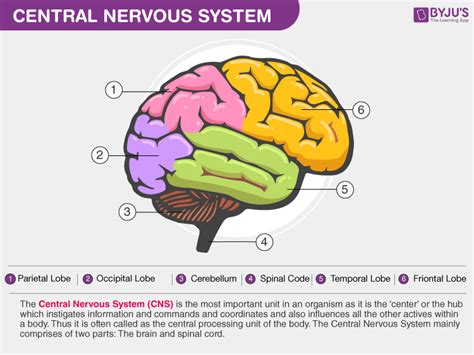 Central Nervous System - Overview, Parts, and its Functions