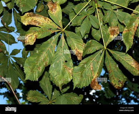 Leaves On A Horse Chestnut Tree Stock Photo - Alamy