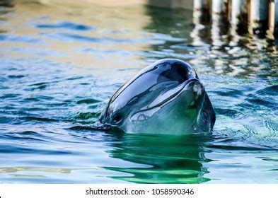 Bottlenose Dolphins Habitat Stock Photo (Edit Now) 1058590346 ...