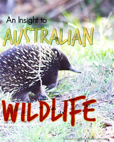 AUSTRALIAN WILDLIFE FACTS | Travel for Difference | Australian wildlife, Wildlife facts, Wildlife