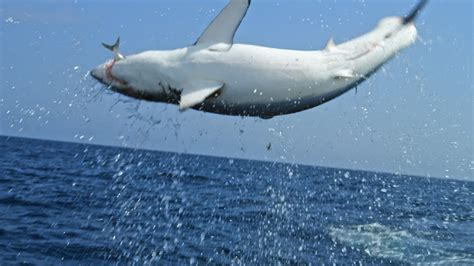 Thresher Shark Jumping Out Water