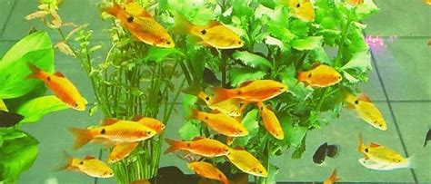 Golden Rosy Barb (3-4 CM) - Universal Aquatics | Tropical and Pond Fish, Aquariums, Ponds, Water ...