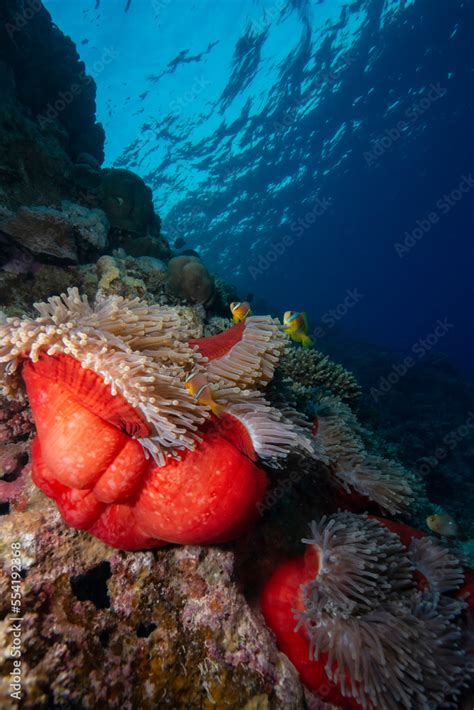 Ocellaris Clownfish on a coral reef.Clownfish and anemone on a tropical ...