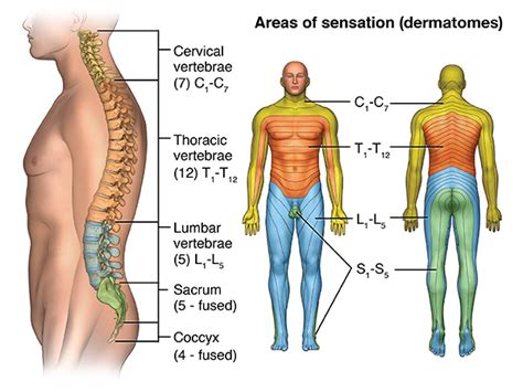 Acute Spinal Cord Injury (SCI) - Health Encyclopedia - University of Rochester Medical Center