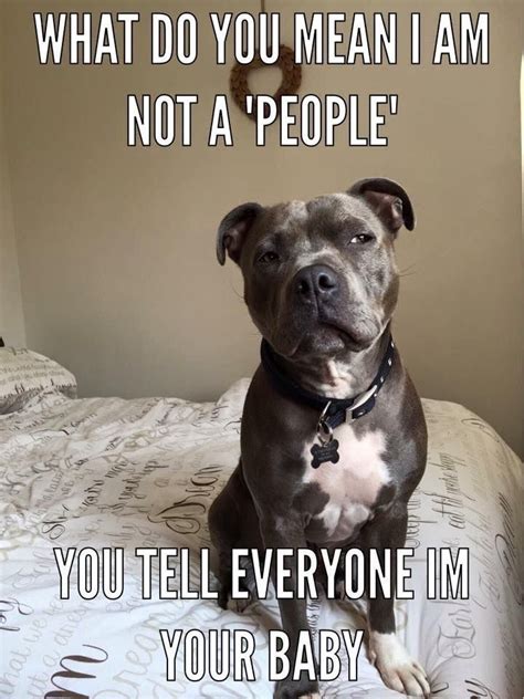 Pin on PitBulls RULE! | Funny dog memes, Pitbulls, Dog memes