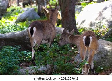 551 Pyrenees conservancy Images, Stock Photos & Vectors | Shutterstock