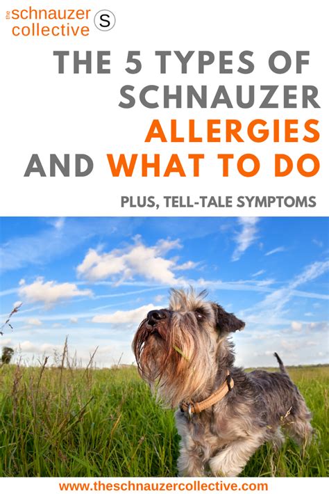 How To Spot Schnauzer Allergies! in 2021 | Schnauzer, Canine allergies ...