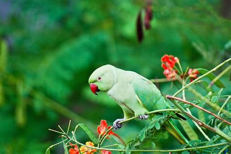 Indian Ringneck Parakeet Bird Species Profile