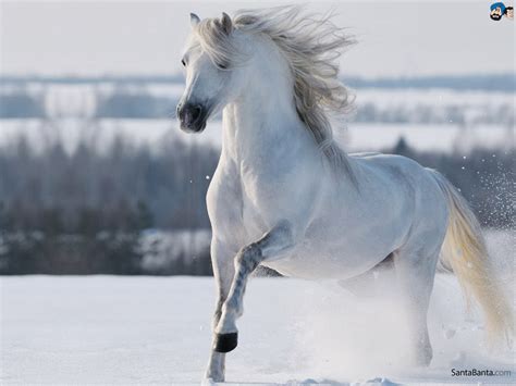 All new wallpaper : White Horse Wallpapers