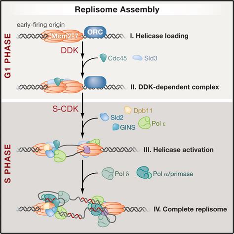 Eukaryotic Origin-Dependent DNA Replication In Vitro Reveals Sequential Action of DDK and S-CDK ...