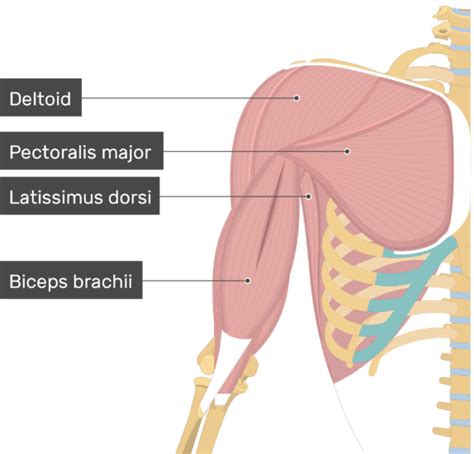 Subscapularis Muscle - Attachments, Action & Innervation