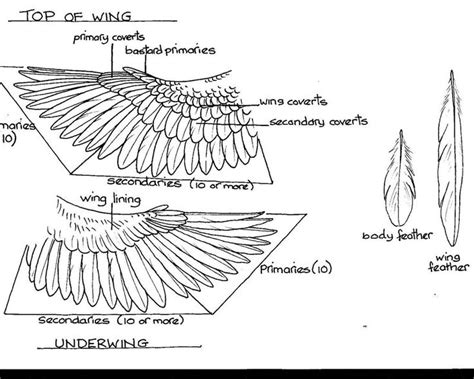 Wing anatomy, Bird wings, Wings