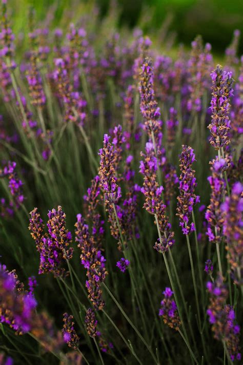 California's Dreamy Lavender Fields: The Ultimate Guide to Summer Blooms