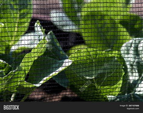 Mesh Butterfly Netting Image & Photo (Free Trial) | Bigstock