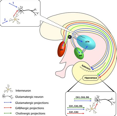 Fornix Function The commissure of the fornix also serves to connect the two