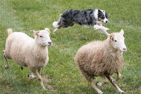 Do Sheep Get Along With Dogs